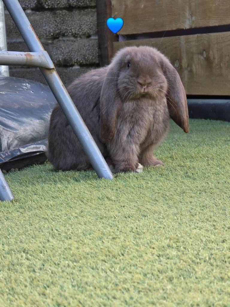 Giant french lops