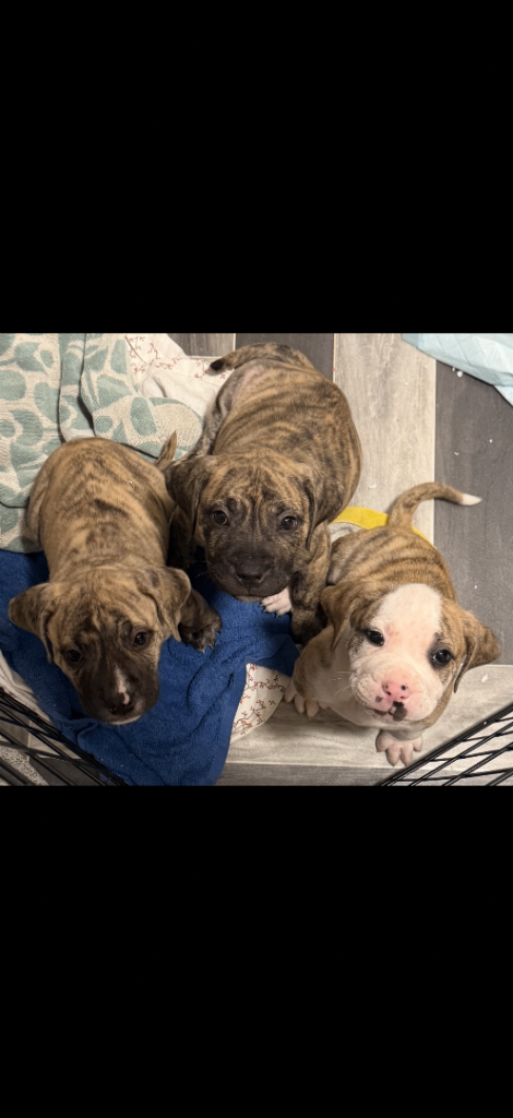 8 weeks old puppies for sale 