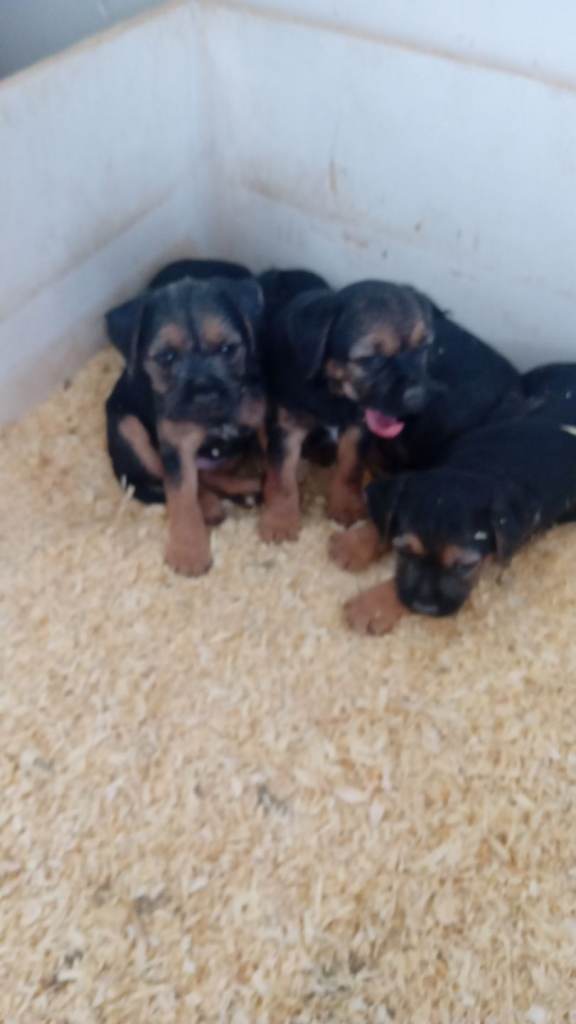 Beautiful boarder terrier pups