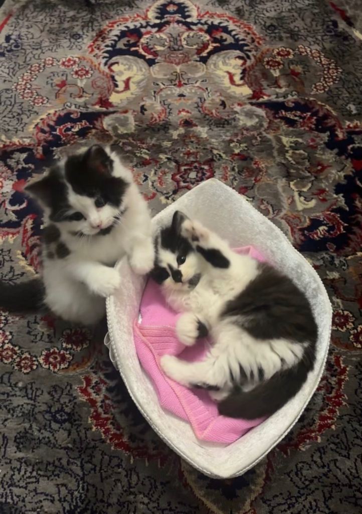 Black and white male kittens 
