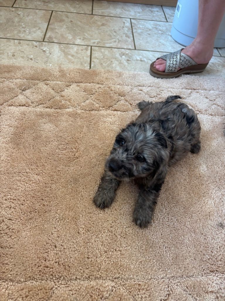 Cockapoo puppies 