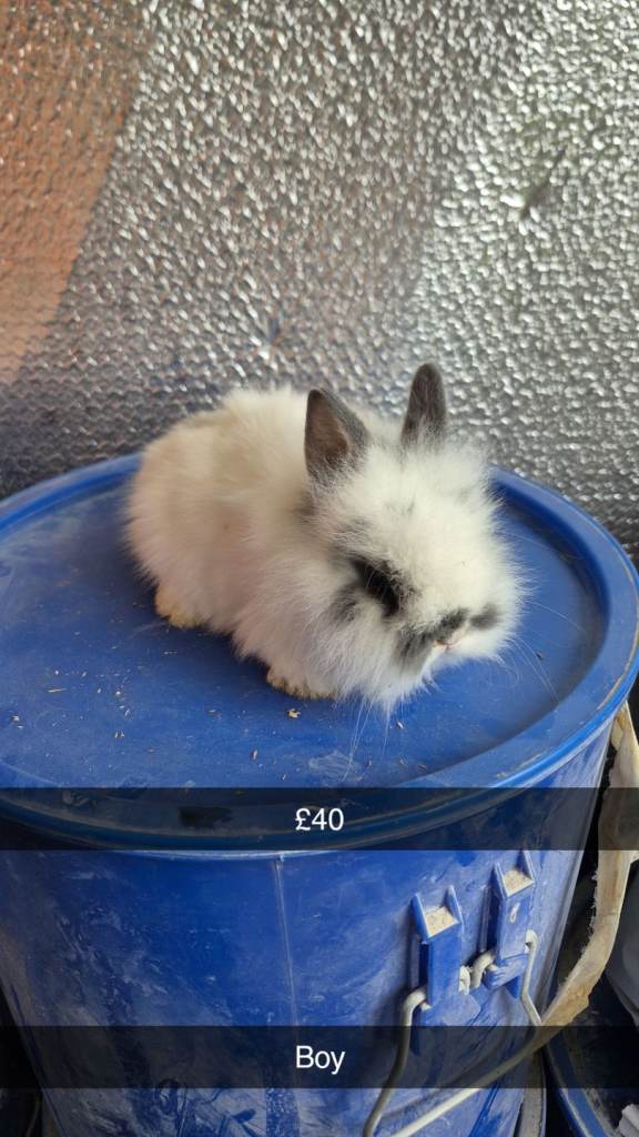 Beautiful Baby Lionhead Bunny Rabbits 