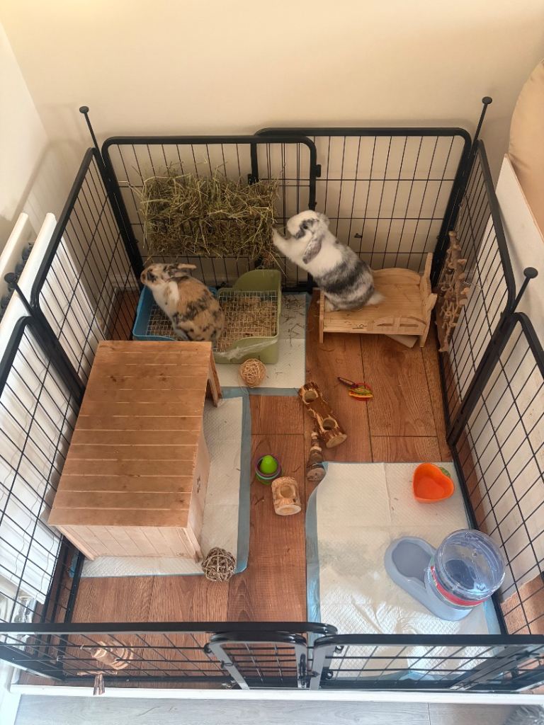 Mini lop