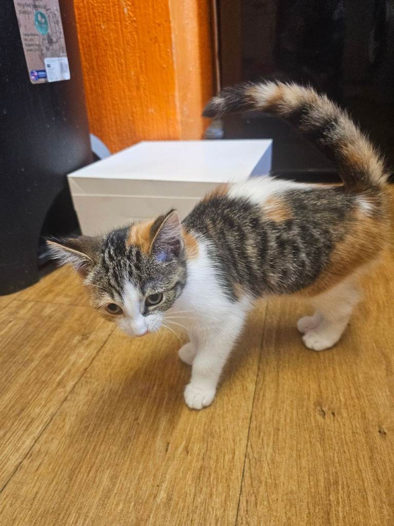 Kittens