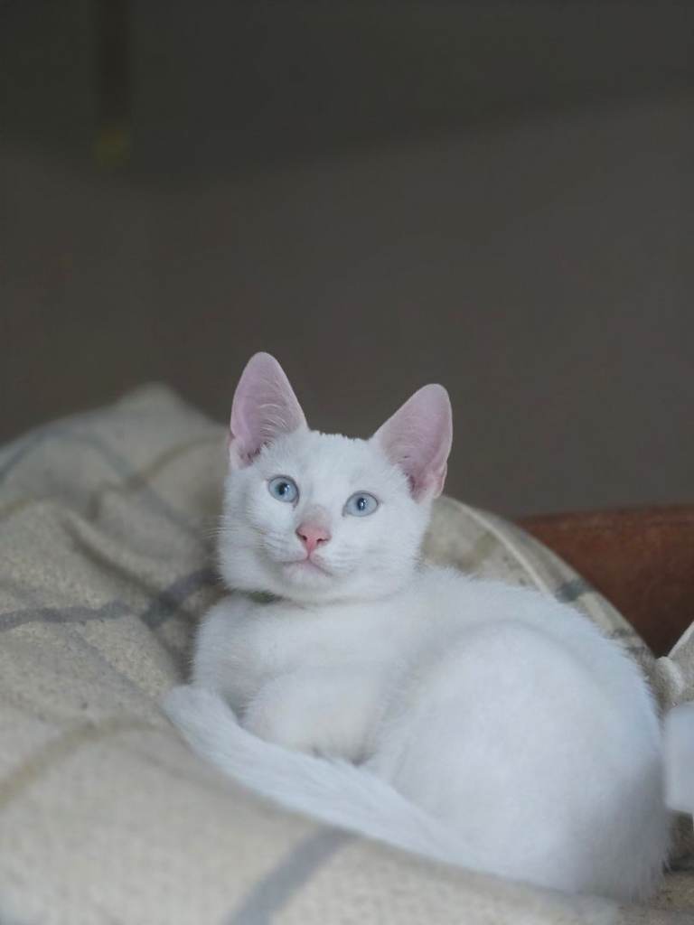 Kittens ready now