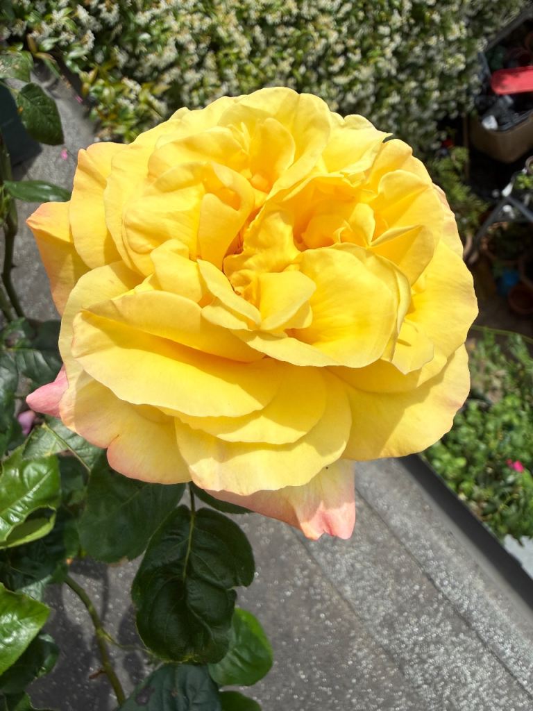 Beautiful Yellow Rose Plant in Pot
