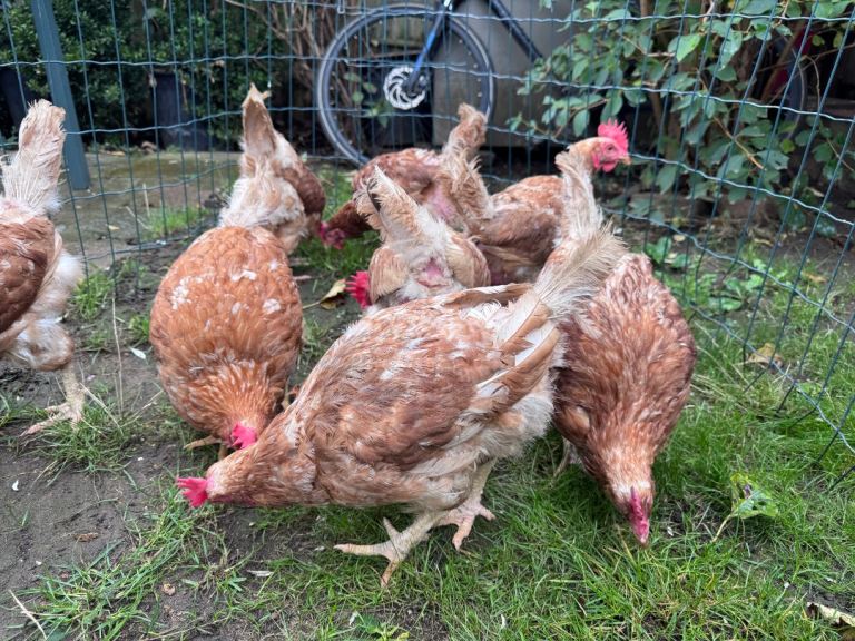 Chickens for sale