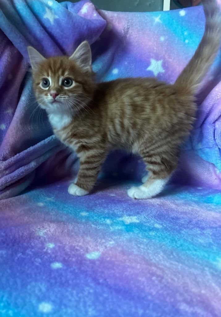 Maine Coon  cross kitten 