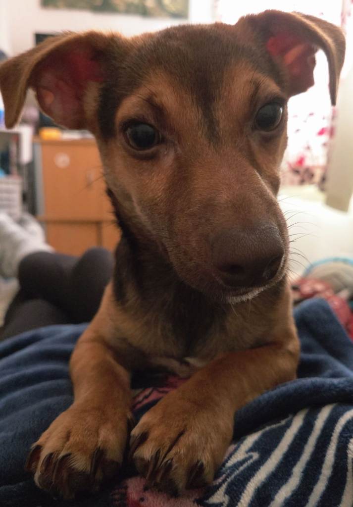 Dobby is looking for his forever home