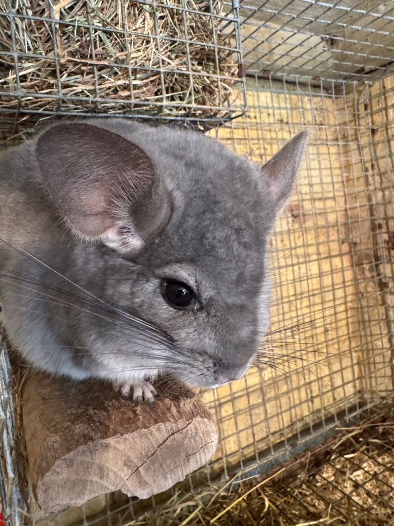 Chinchillas 
