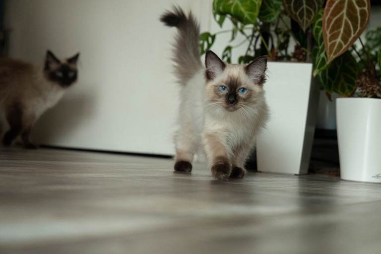 Beautiful Seal Point Male Pedigree Ragdoll Kitten – GCCF Registered
