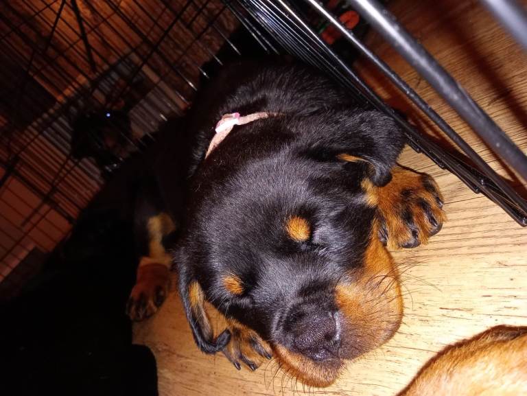 Rottweiler puppies 