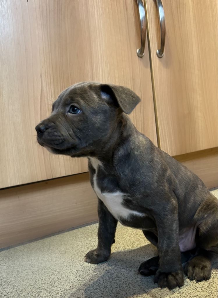 🐶 Staffy × Mastiff Puppies – Family Raised, Loving Homes Needed