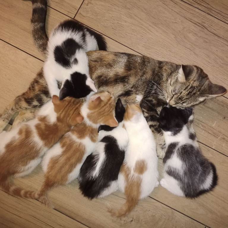 Kittens 8 weeks old.Ready to go.