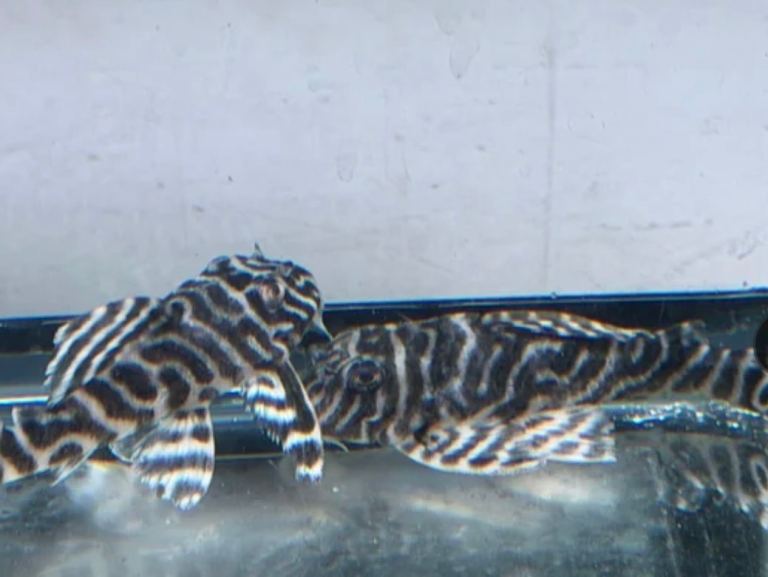 L333 King Tiger Pleco Breeding Pair