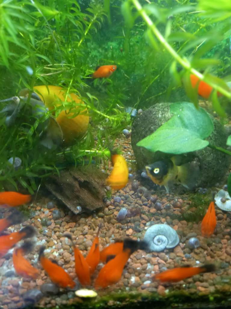 Platy fish 