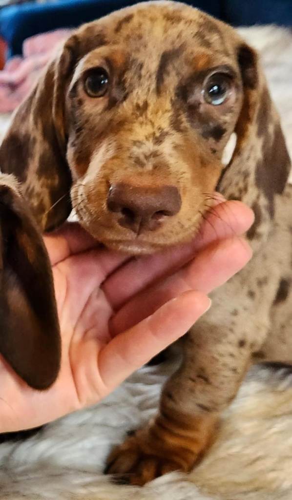 Miniature Dachshund Puppies 