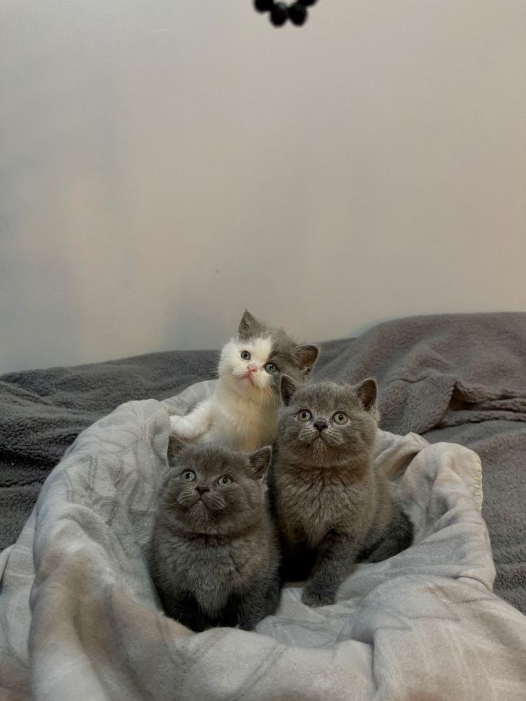 British shorthair cats for sale 