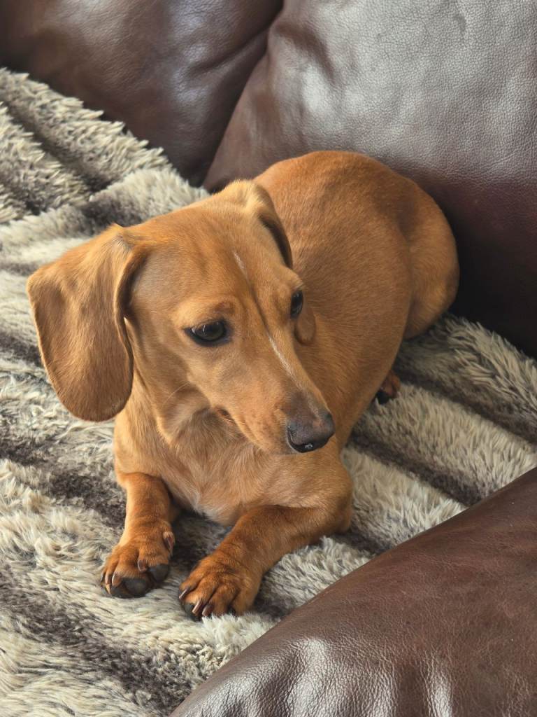 Miniture dachshund kc registared