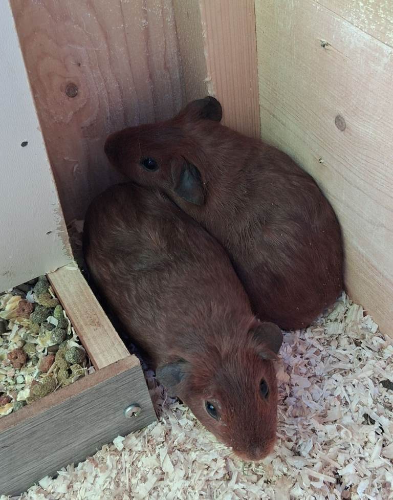 2 baby boy guinea pigs with hutch