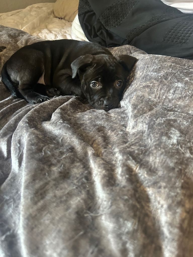 Staffy girl 
