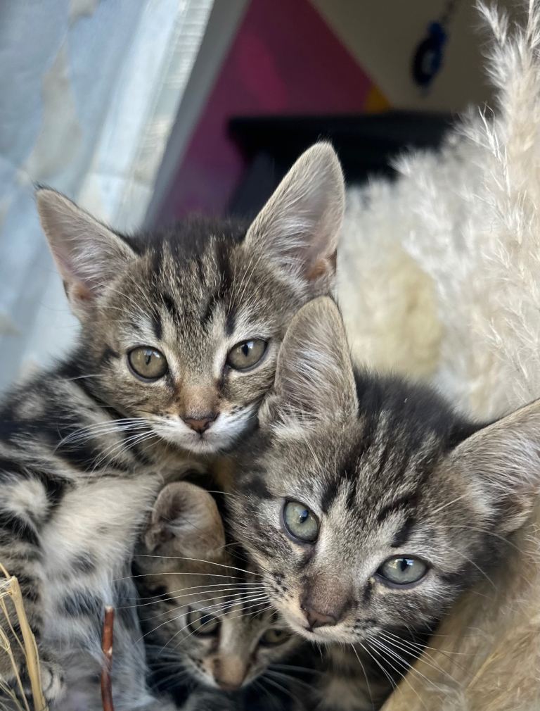 Kittens for sale 