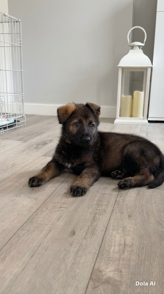 3 kc registered boys German shepherd available 
