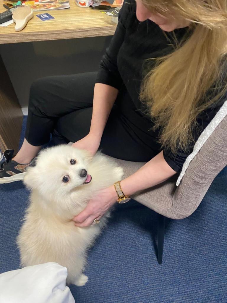 Gorgeous Pomeranian puppies for sale 