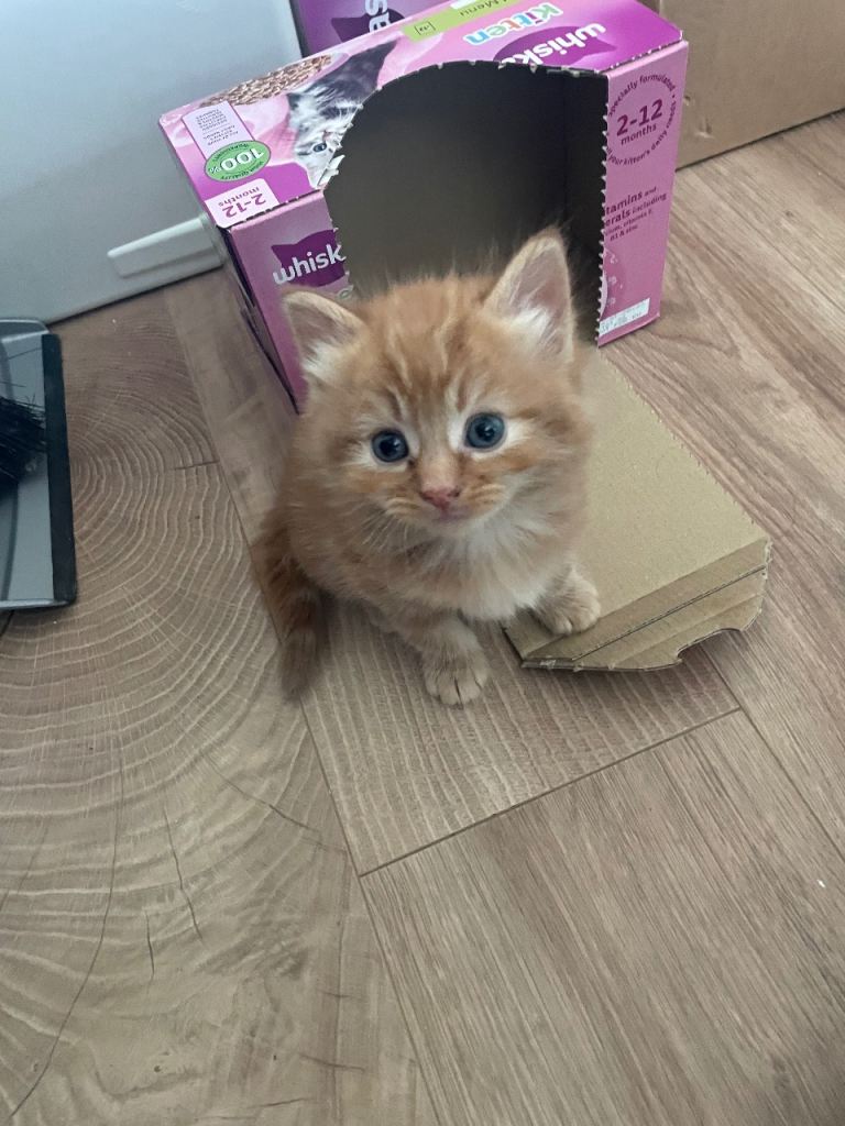 For sale mixed litter of kittens 