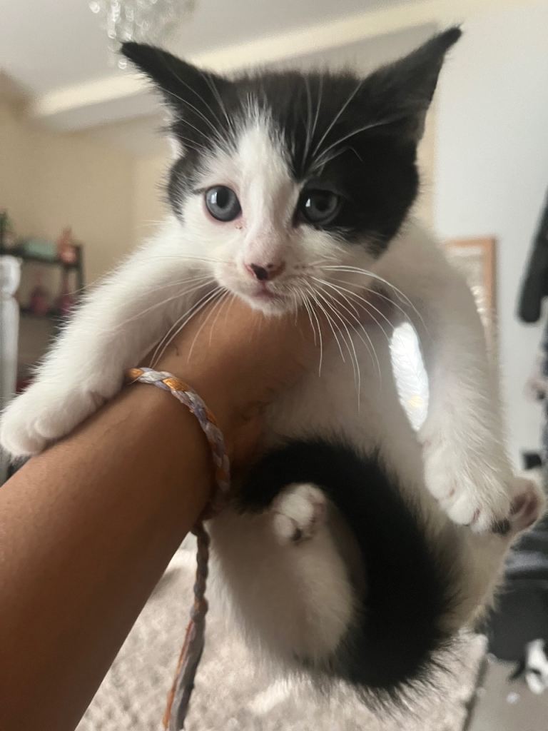Kittens boy and girl mix 