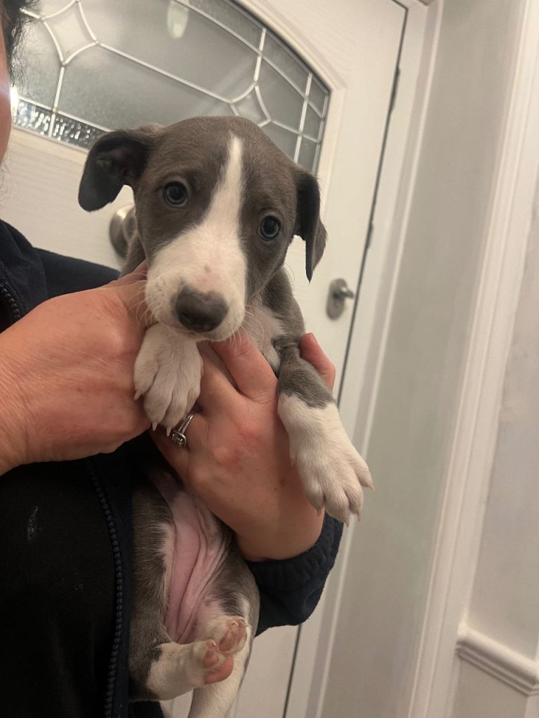 image for Girl whippet 