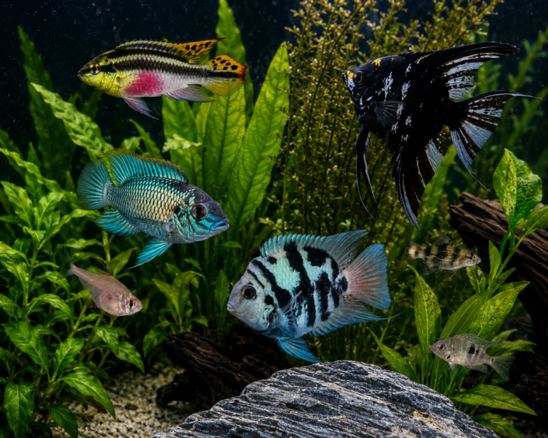 Tropical fish