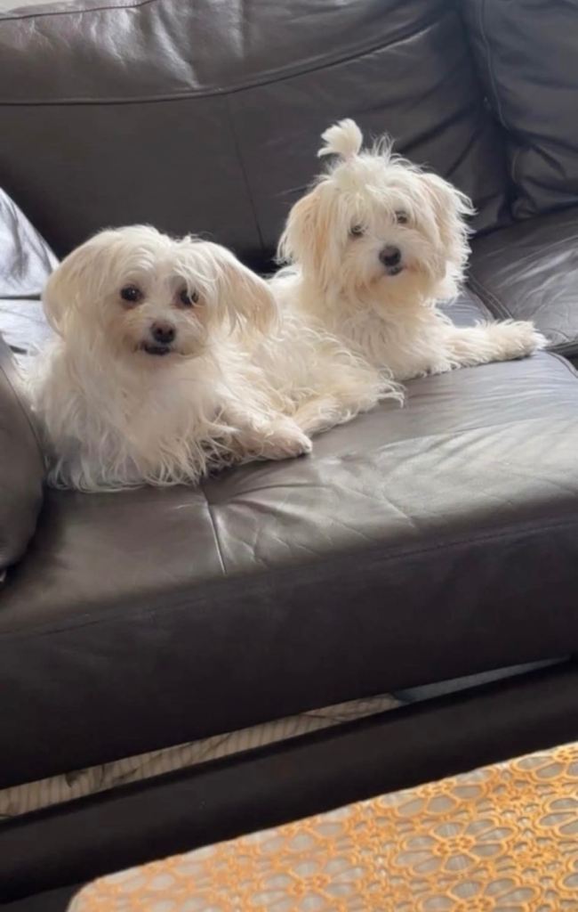 Beautiful Maltese puppies 🐶 ❤️