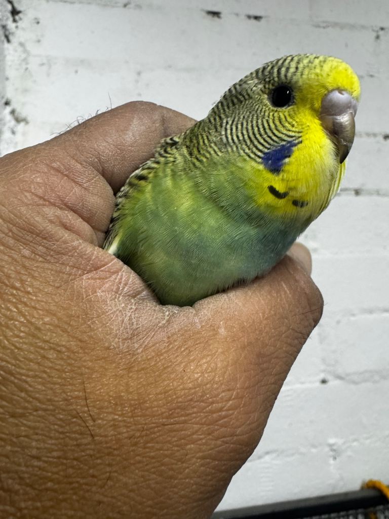 Beautiful baby budgies for sale