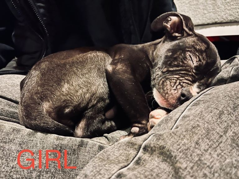 Staff x Cane Corso 9 week old puppies!!!