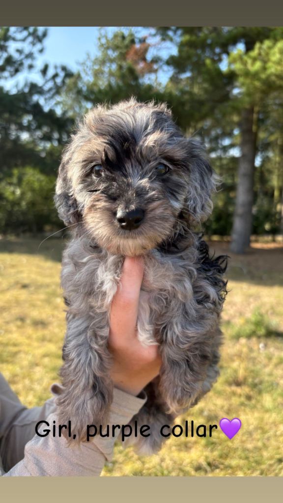 Jackapoo Puppies🐶