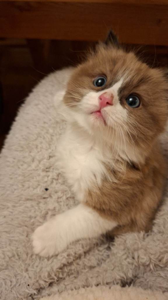 Fully vaccinated and microchiped 12 week bi mink colour ragdol