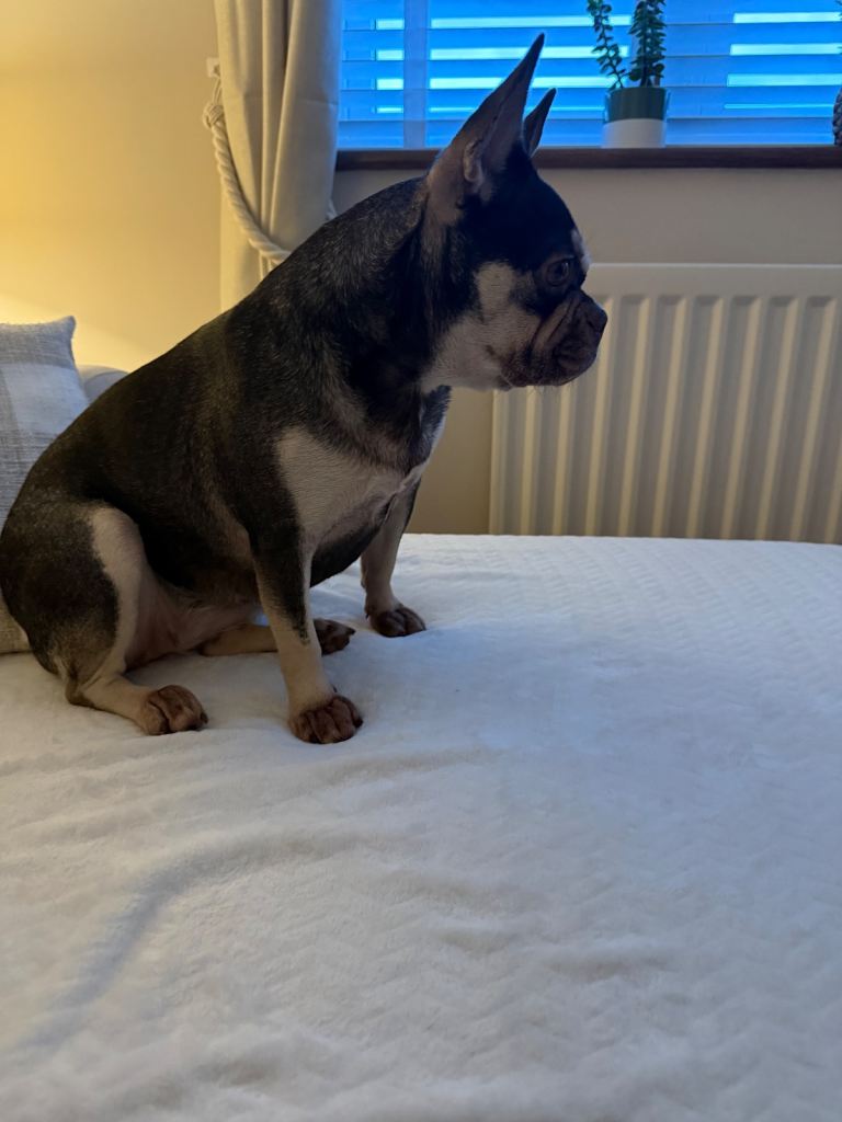 Female 5yr old French Bulldog 