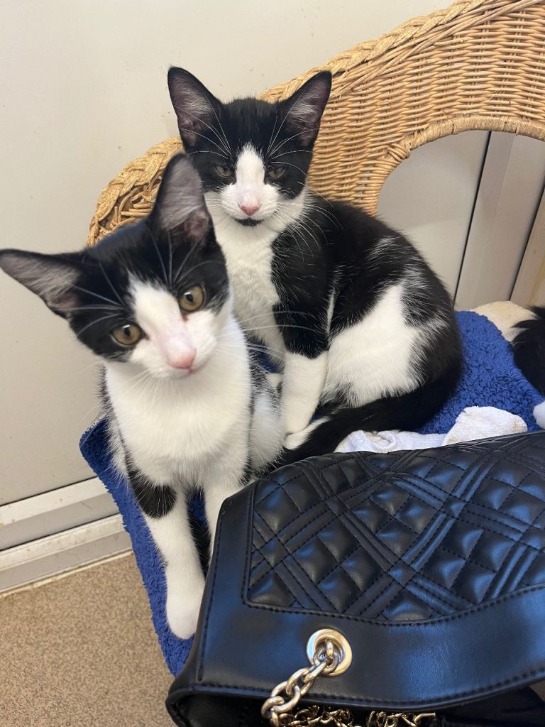 Amazing kittens