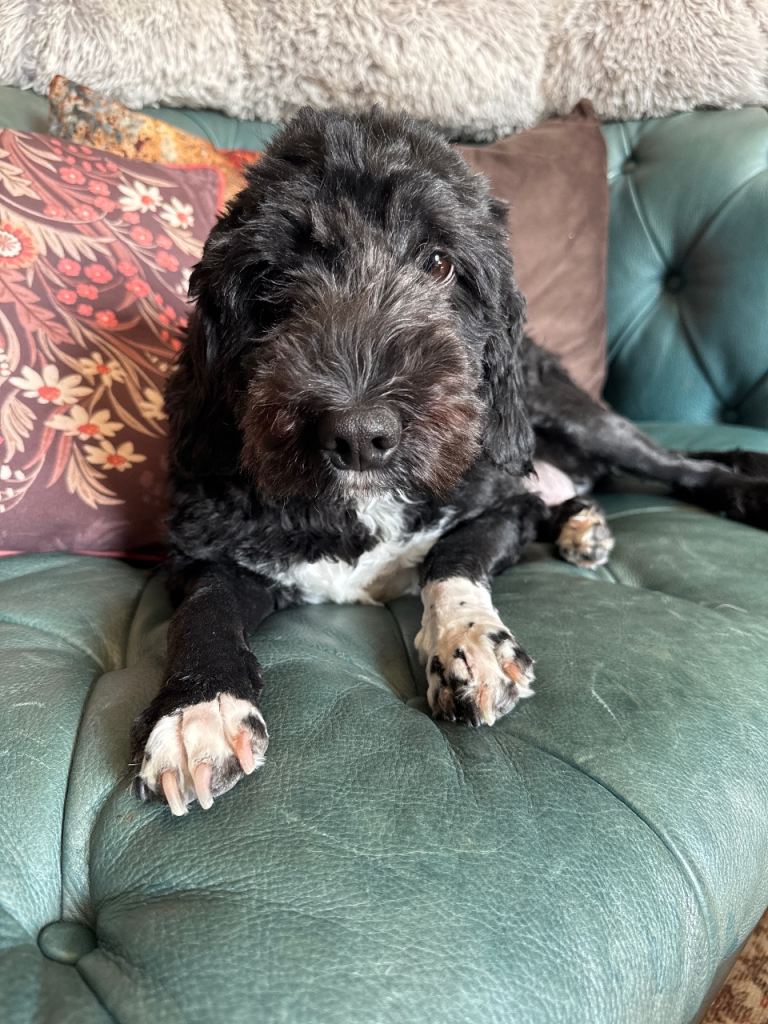 Family dog needs rehomed 
