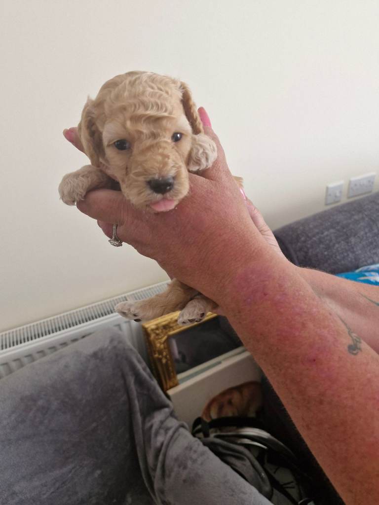 Stunning f2 Cockpoo puppies for sale