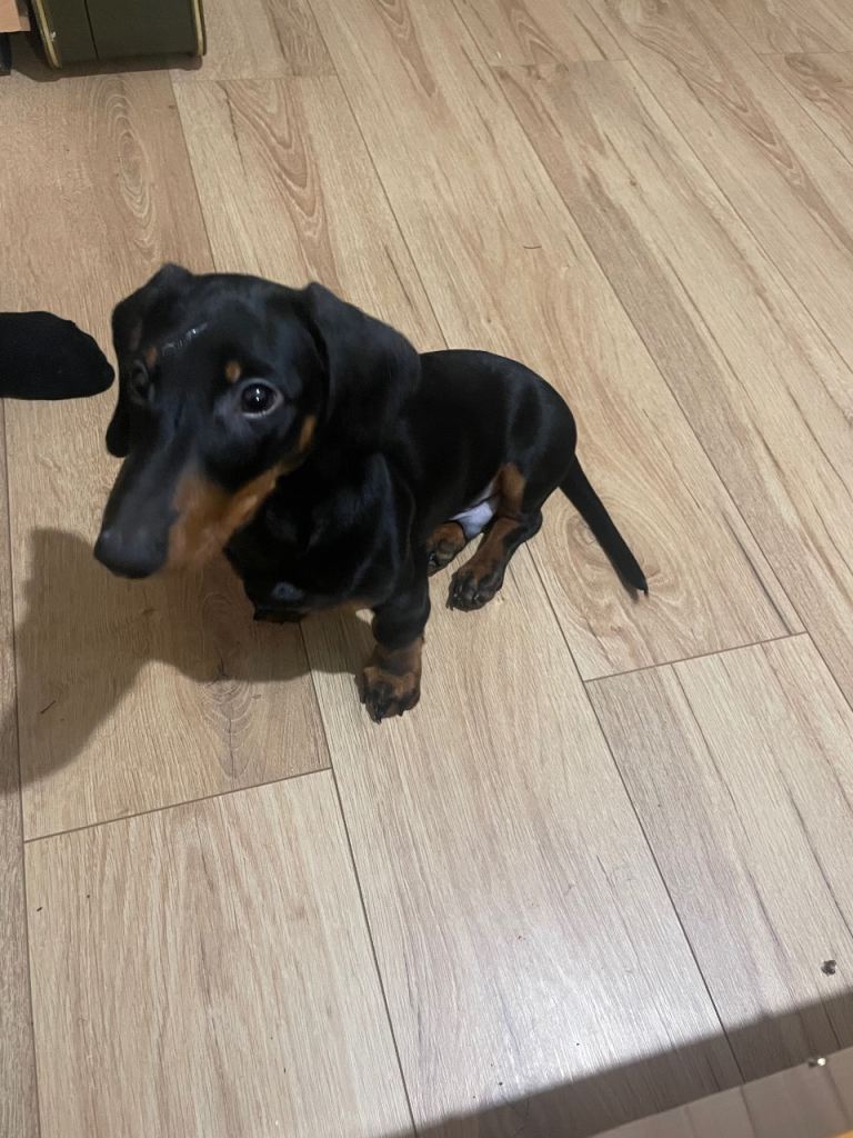 Dachshund Pup for sale 