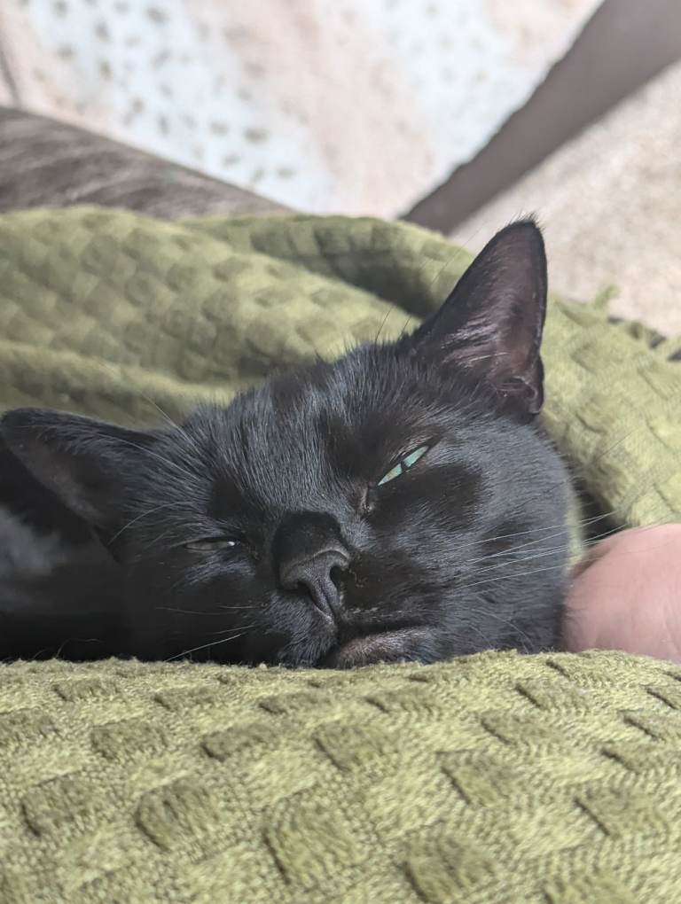 5yr old Cat needing rehomed
