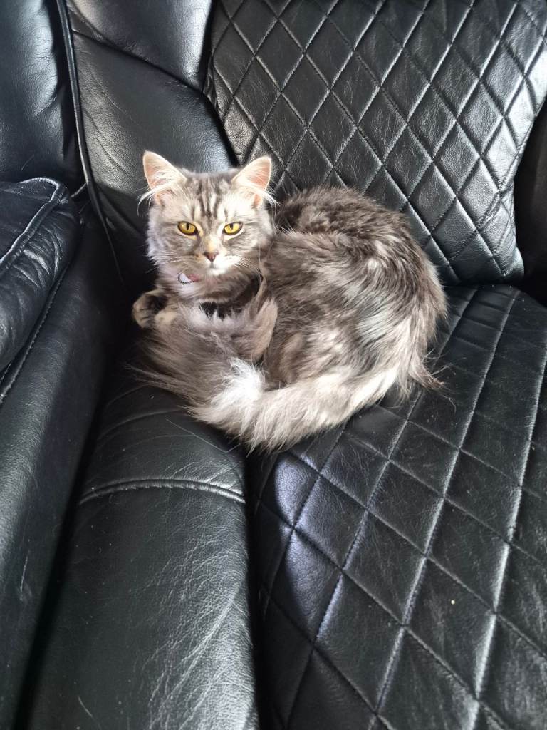 Maincoon cross
