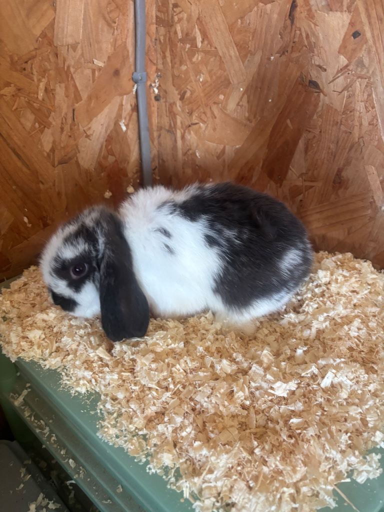 Mini lop rabbits