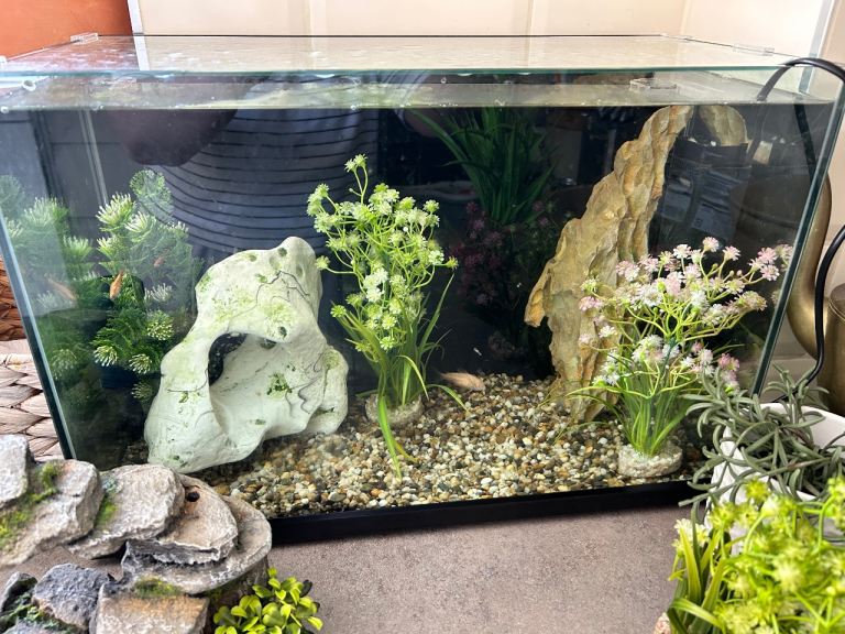 Fish tank with 3 fish 