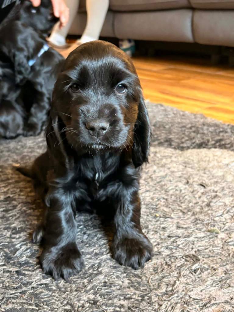 Stunning Cocker Spaniel puppies for sale 