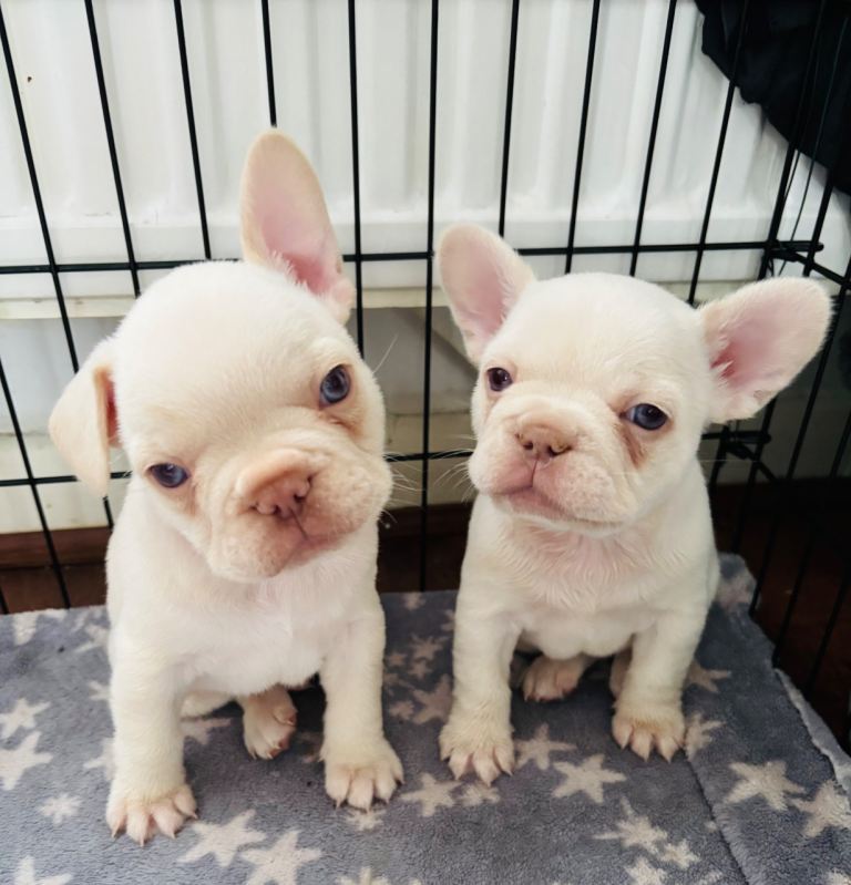 4 French Bulldog Puppies