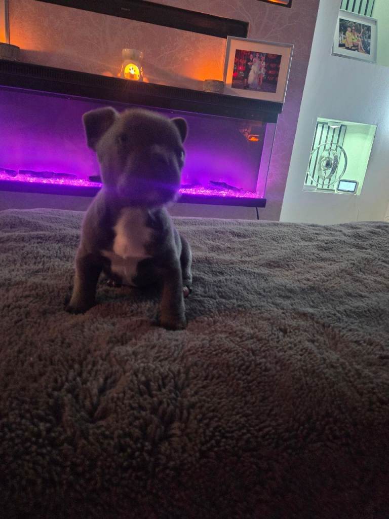 French bulldog