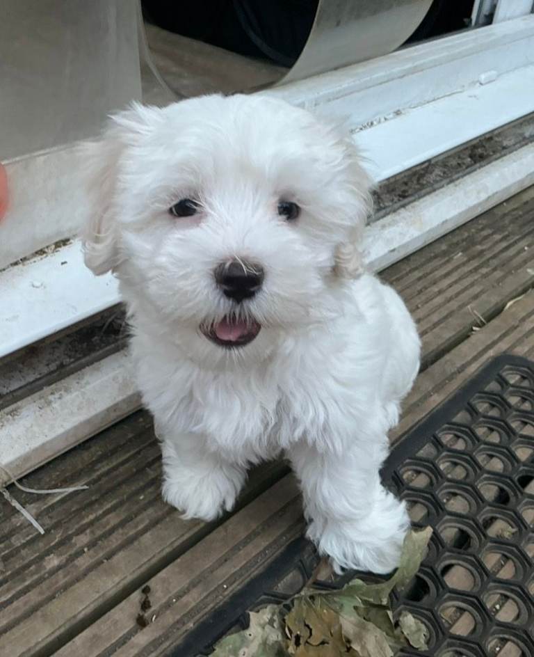 LAST MALSHI PUP! (Maltese / Shitzhu crossbreed)
